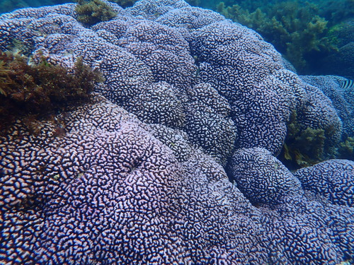 Pocillopora observed 2026-10-15
