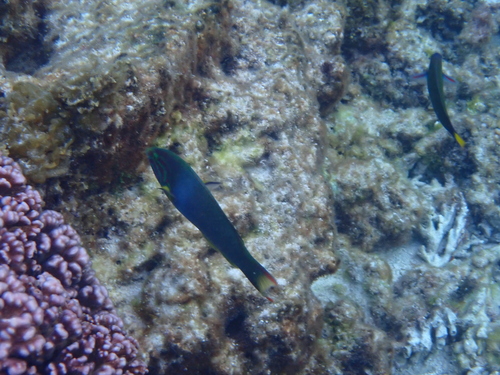 Thalassoma lutescens observed 2026-10-15