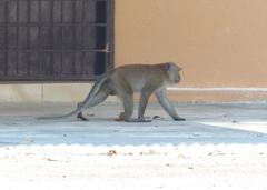 Macaca fascicularis