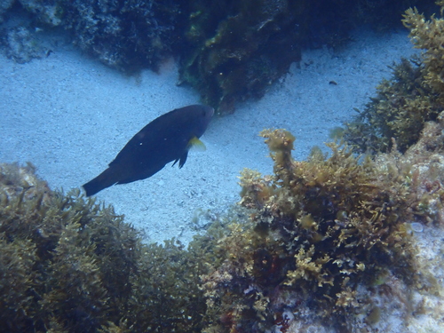 Anampses geographicus observed 2026-10-15