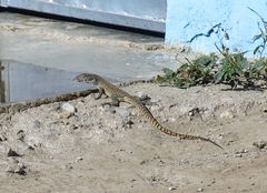 Callopistes flavipunctatus