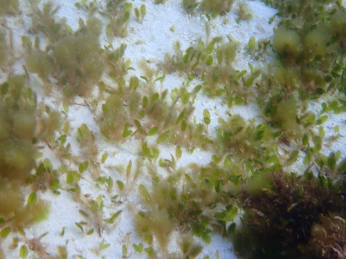 Halophila ovalis observed 2026-10-15