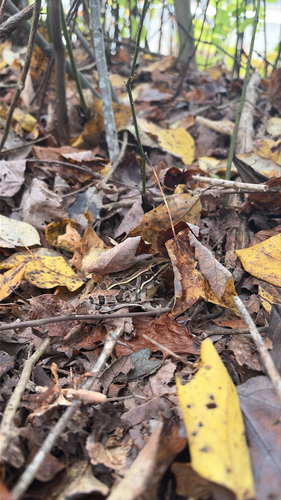 Southern Leopard Frog observed by jaryd5