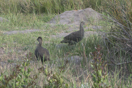 iNaturalist image