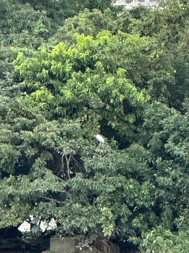 Little Egret