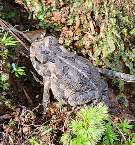 Fowler's Toad observed by dande