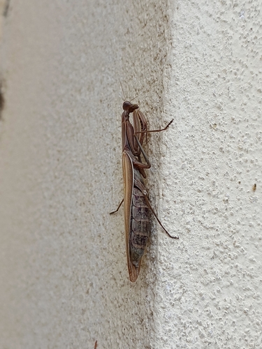 European Mantis