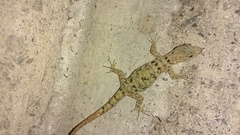Sphaerodactylidae