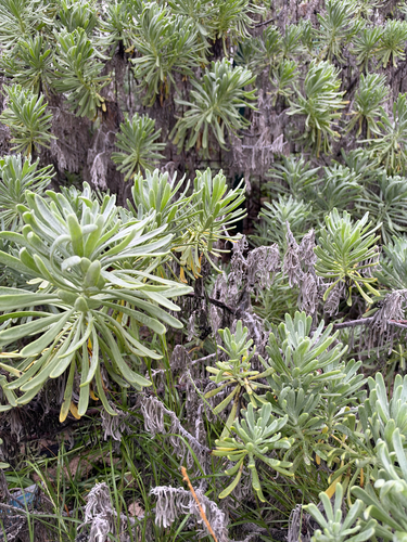 Tournefortia gnaphalodes observed 2026-10-17