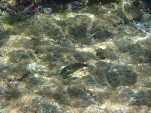 Stethojulis bandanensis observed 2026-10-16