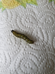 Cydalima perspectalis