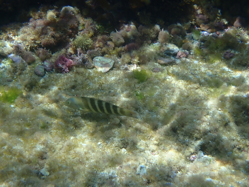 Thalassoma septemfasciatum observed 2026-10-16
