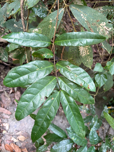 Hiptage benghalensis observed 2026-10-17