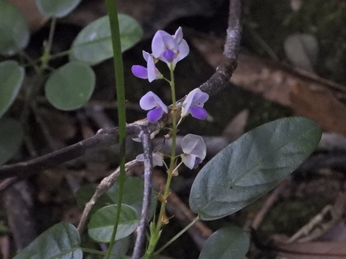 Grona heterocarpos observed 2026-10-17