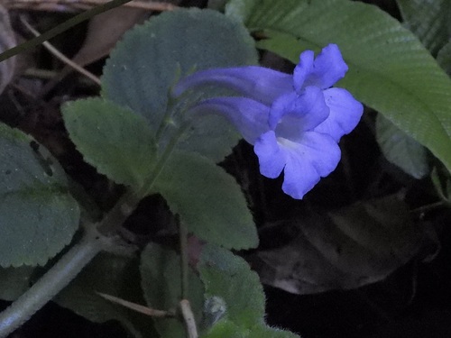 Didymocarpus observed 2026-10-17
