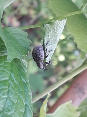 Liophloeus tessulatus