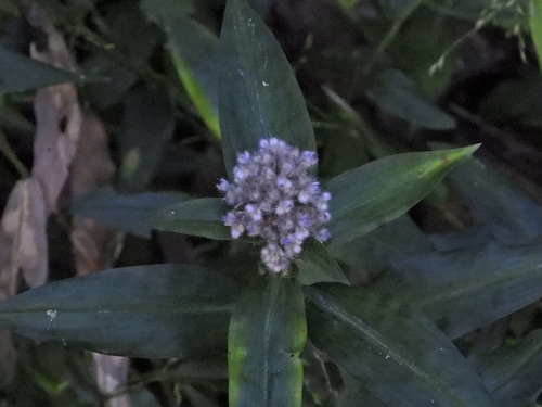 Floscopa scandens observed 2026-10-17
