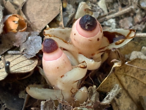Mitrastemon yamamotoi observed 2026-10-17