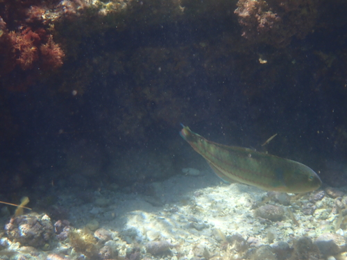 Thalassoma purpureum observed 2026-10-16