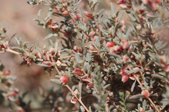 Atriplex philippii
