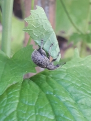 Liophloeus tessulatus