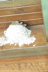 Phoenicurus ochruros