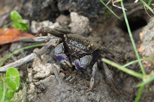 Episesarma versicolor observed 2026-10-17