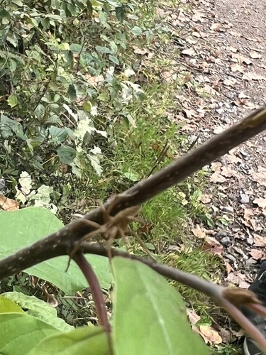 European Nursery Web spider