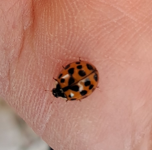 Asian Lady Beetle
