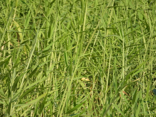Urochloa mutica observed 2026-10-17
