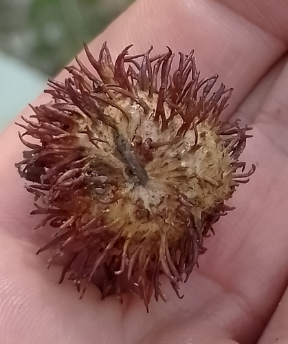 Andricus seckendorffi