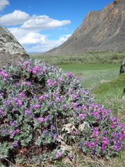 Oxytropis tragacanthoides
