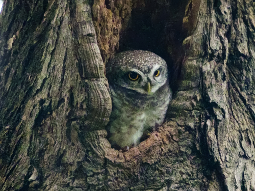 Spotted Owlet