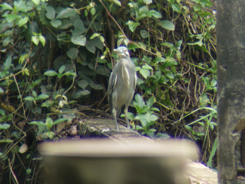Little Heron