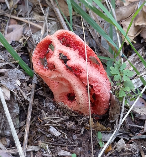 red-cage fungus
