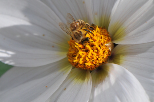 Western Honey Bee