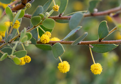Acacia brachybotrya