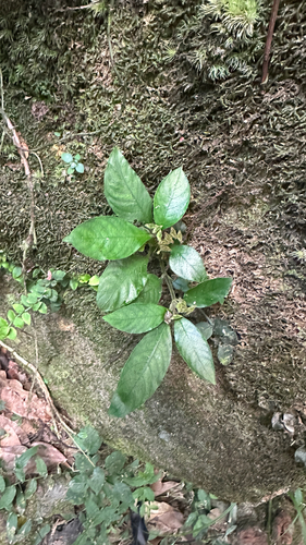 Ophiorrhiza observed 2026-10-17