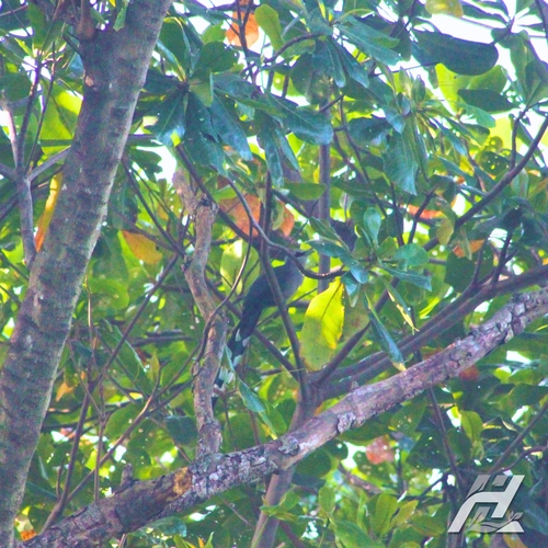 Rhopodytes tristis, 2026-10-17