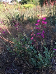 Penstemon × parishii