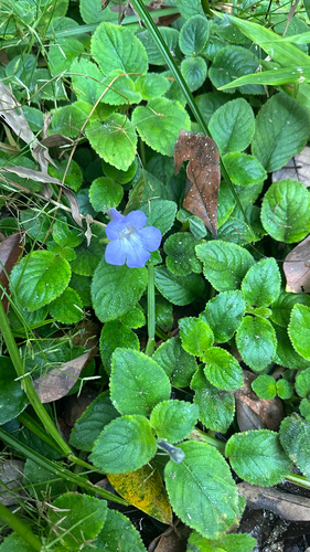 Didymocarpus observed 2026-10-17