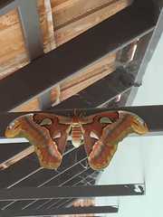 Attacus taprobanis