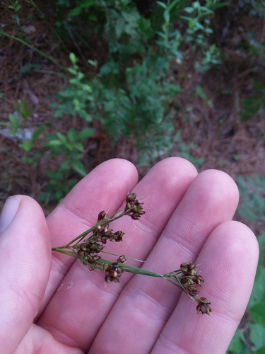 Image of Rhynchospora recognita by (c) Will McFarland, some rights reserved (CC BY)