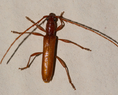 Aneflomorpha seminuda