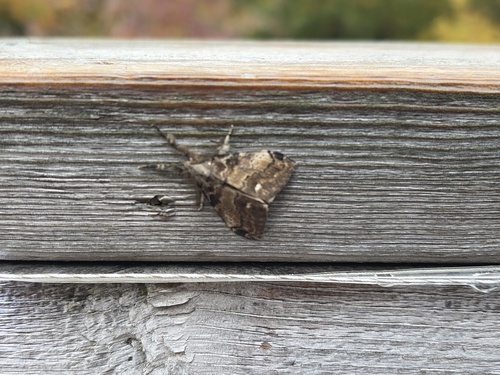 White-marked Tussock Moth
