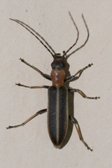 Oxycopis mimetica