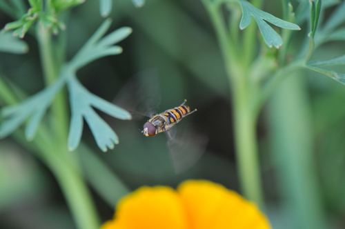 Marmalade Hover Fly