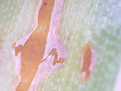 Puccinia asparagi