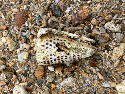 Conus litteratus observed 2026-10-17