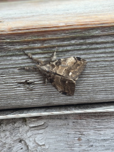 White-marked Tussock Moth
